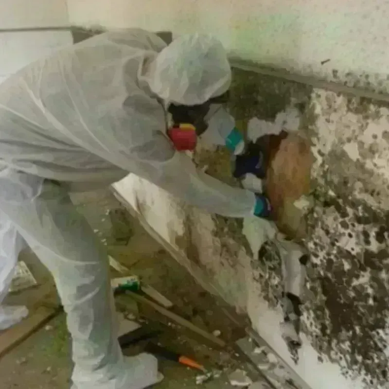 Mold Remediation and Removal in Klamath County, OR